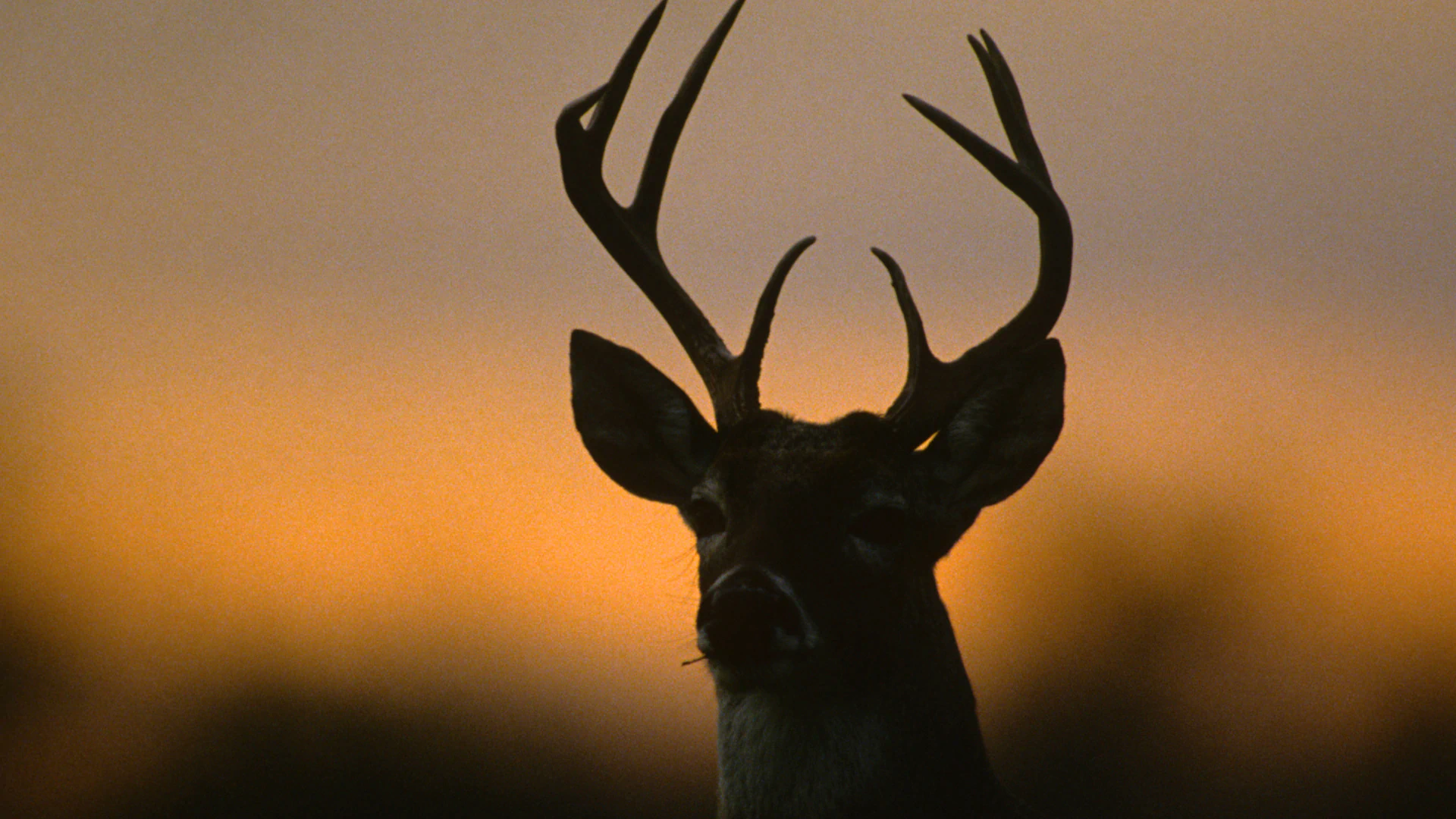 a white tailed deer against the sunset opt